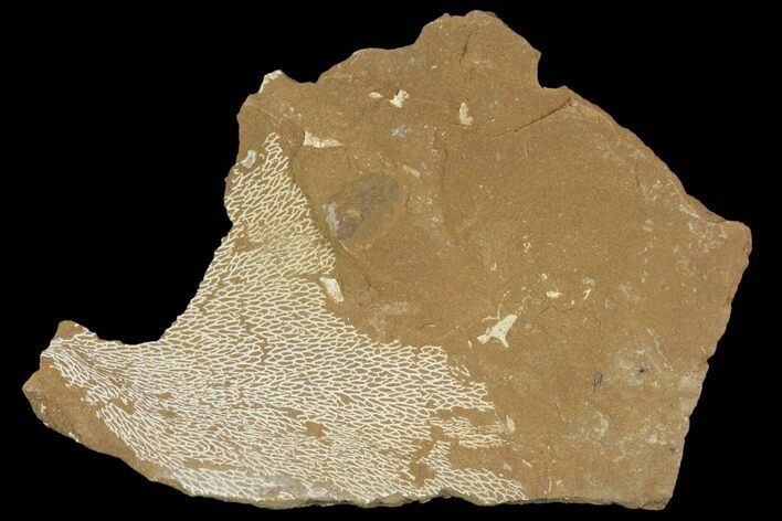 Ordovician Bryozoans (Chasmatopora) Plate - Estonia #89751